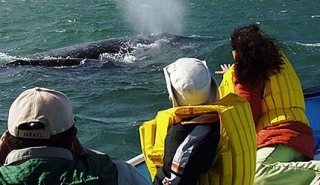 Cerca de las ballenas